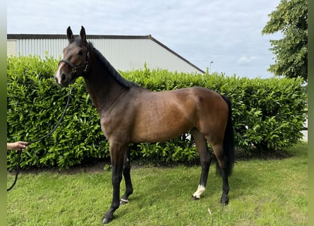Hannoveraner, Wallach, 5 Jahre, 179 cm, Brauner