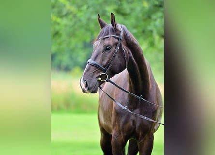 Hannoveraner, Wallach, 5 Jahre, 179 cm, Rappe