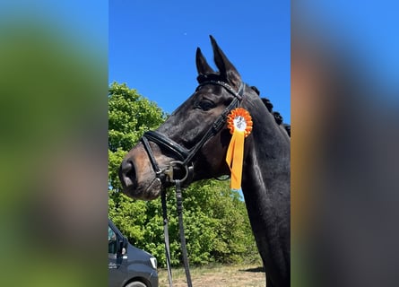 Hannoveraner, Wallach, 5 Jahre, 183 cm, Brauner