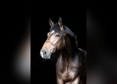 Hannoveraner, Wallach, 5 Jahre, 185 cm, Dunkelbrauner