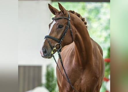 Hannoveraner, Wallach, 5 Jahre, Fuchs
