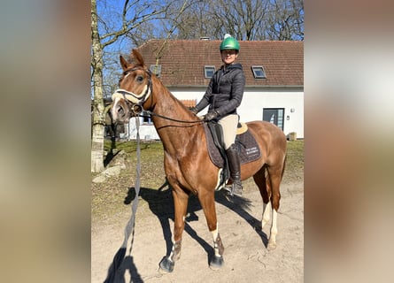 Hannoveraner, Wallach, 6 Jahre, 163 cm, Fuchs