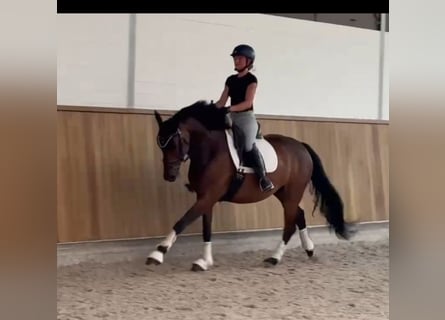 Hannoveraner, Wallach, 6 Jahre, 165 cm, Dunkelbrauner