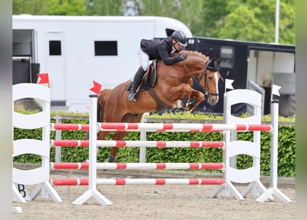 Hannoveraner, Wallach, 6 Jahre, 165 cm, Fuchs