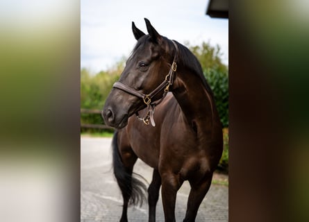Hannoveraner, Wallach, 6 Jahre, 165 cm, Rappe
