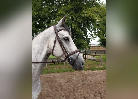 Hannoveraner, Wallach, 6 Jahre, 165 cm, Schimmel