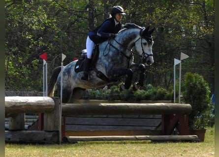 Hannoveraner, Wallach, 6 Jahre, 165 cm, Schimmel
