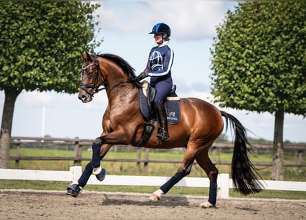 Hannoveraner, Wallach, 6 Jahre, 167 cm, Brauner