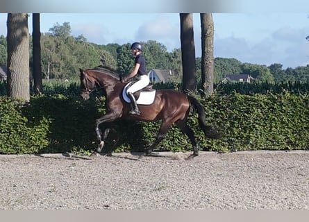 Hannoveraner, Wallach, 6 Jahre, 167 cm, Brauner