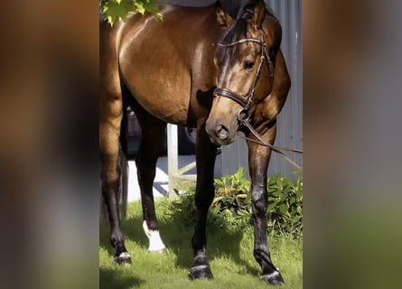 Hannoveraner, Wallach, 6 Jahre, 167 cm, Brauner
