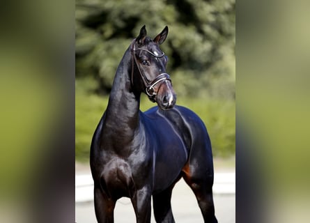 Hannoveraner, Wallach, 6 Jahre, 167 cm, Schwarzbrauner