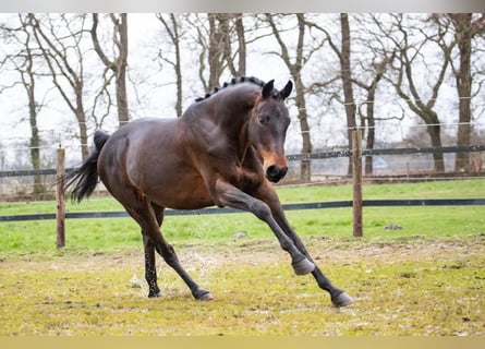 Hannoveraner, Wallach, 6 Jahre, 168 cm, Dunkelbrauner
