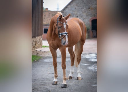 Hannoveraner, Wallach, 6 Jahre, 168 cm, Fuchs