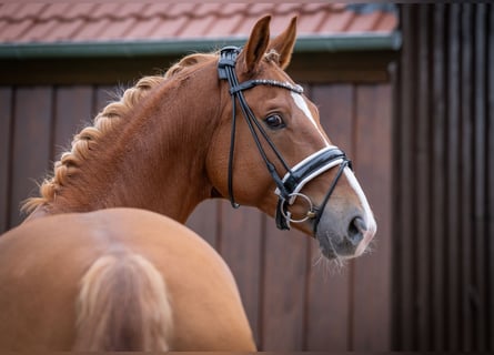 Hannoveraner, Wallach, 6 Jahre, 168 cm, Fuchs