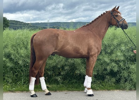 Hannoveraner, Wallach, 6 Jahre, 168 cm, Fuchs