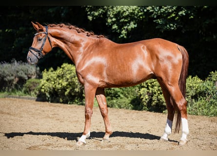 Hannoveraner, Wallach, 6 Jahre, 168 cm, Fuchs