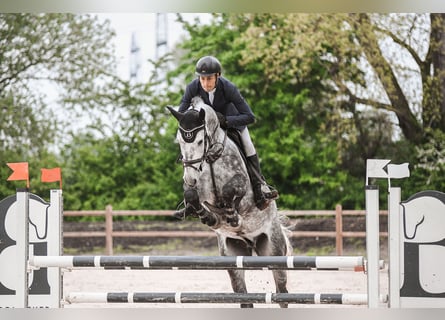 Hannoveraner, Wallach, 6 Jahre, 168 cm, Schimmel