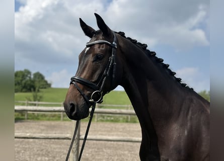 Hannoveraner, Wallach, 6 Jahre, 168 cm, Schwarzbrauner