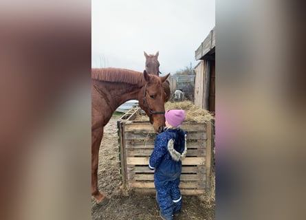 Hannoveraner, Wallach, 6 Jahre, 169 cm, Fuchs