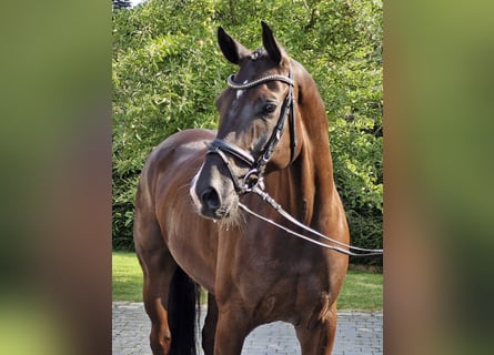 Hannoveraner, Wallach, 6 Jahre, 169 cm, Rappe