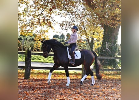 Hannoveraner, Wallach, 6 Jahre, 169 cm, Schwarzbrauner