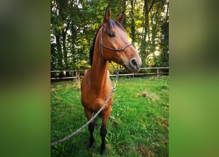 Hannoveraner, Wallach, 6 Jahre, 170 cm, Brauner