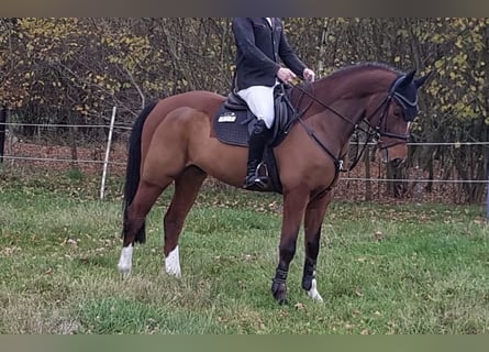 Hannoveraner, Wallach, 6 Jahre, 170 cm, Brauner