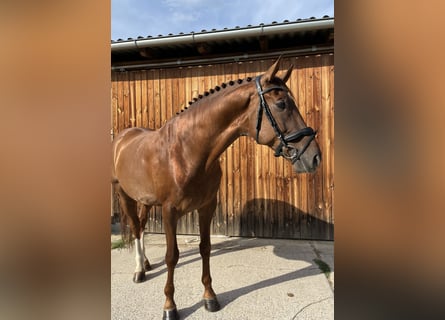 Hannoveraner, Wallach, 6 Jahre, 170 cm, Dunkelfuchs