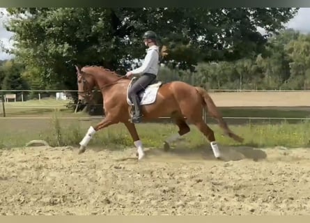 Hannoveraner, Wallach, 6 Jahre, 170 cm, Fuchs