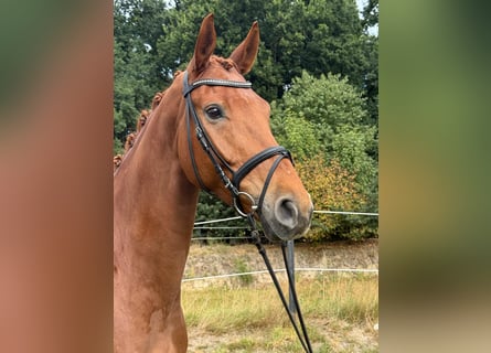 Hannoveraner, Wallach, 6 Jahre, 170 cm, Fuchs