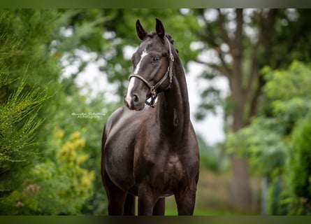 Hannoveraner, Wallach, 6 Jahre, 170 cm, Rappe