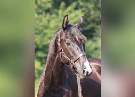 Hannoveraner, Wallach, 6 Jahre, 170 cm, Rappe