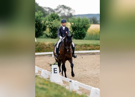 Hannoveraner, Wallach, 6 Jahre, 171 cm, Dunkelbrauner
