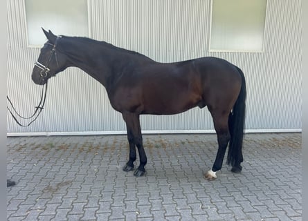 Hannoveraner, Wallach, 6 Jahre, 171 cm, Rappe