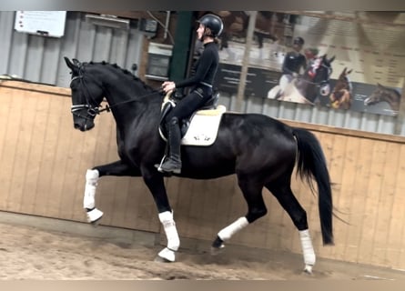 Hannoveraner, Wallach, 6 Jahre, 171 cm, Rappe