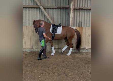 Hannoveraner, Wallach, 6 Jahre, 172 cm