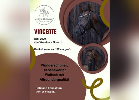 Hannoveraner, Wallach, 6 Jahre, 172 cm, Dunkelbrauner