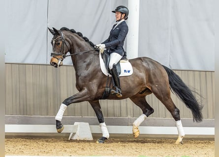 Hannoveraner, Wallach, 6 Jahre, 172 cm, Dunkelbrauner