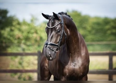 Hannoveraner, Wallach, 6 Jahre, 172 cm, Dunkelbrauner