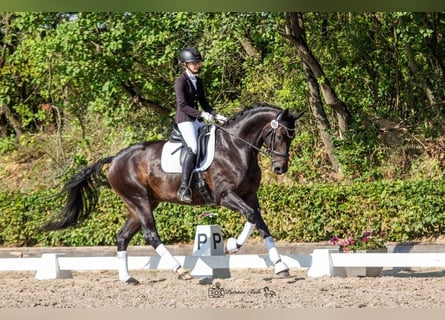 Hannoveraner, Wallach, 6 Jahre, 172 cm, Dunkelbrauner