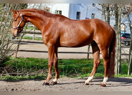 Hannoveraner, Wallach, 6 Jahre, 172 cm, Fuchs