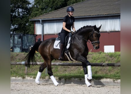 Hannoveraner, Wallach, 6 Jahre, 172 cm, Schwarzbrauner