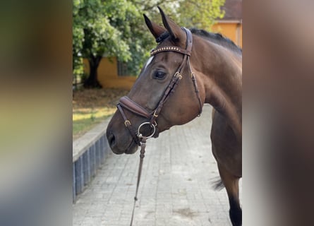 Hannoveraner, Wallach, 6 Jahre, 173 cm, Brauner