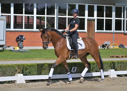 Hannoveraner, Wallach, 6 Jahre, 174 cm, Brauner