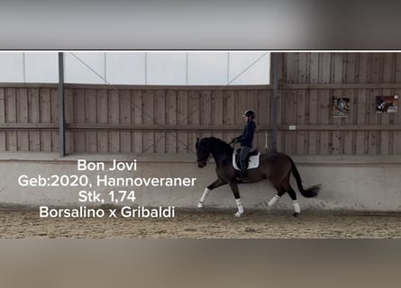 Hannoveraner, Wallach, 6 Jahre, 174 cm, Dunkelbrauner