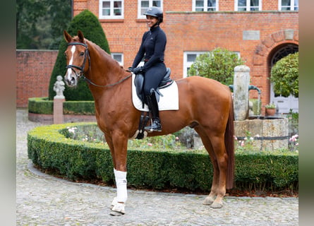 Hannoveraner, Wallach, 6 Jahre, 174 cm, Fuchs