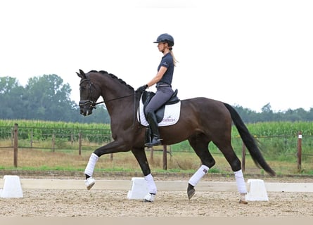 Hannoveraner, Wallach, 6 Jahre, 174 cm, Rappe