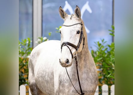 Hannoveraner, Wallach, 6 Jahre, 174 cm, Schimmel