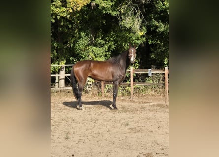 Hannoveraner, Wallach, 6 Jahre, 175 cm, Dunkelbrauner