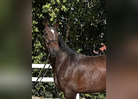 Hannoveraner, Wallach, 6 Jahre, 175 cm, Dunkelfuchs
